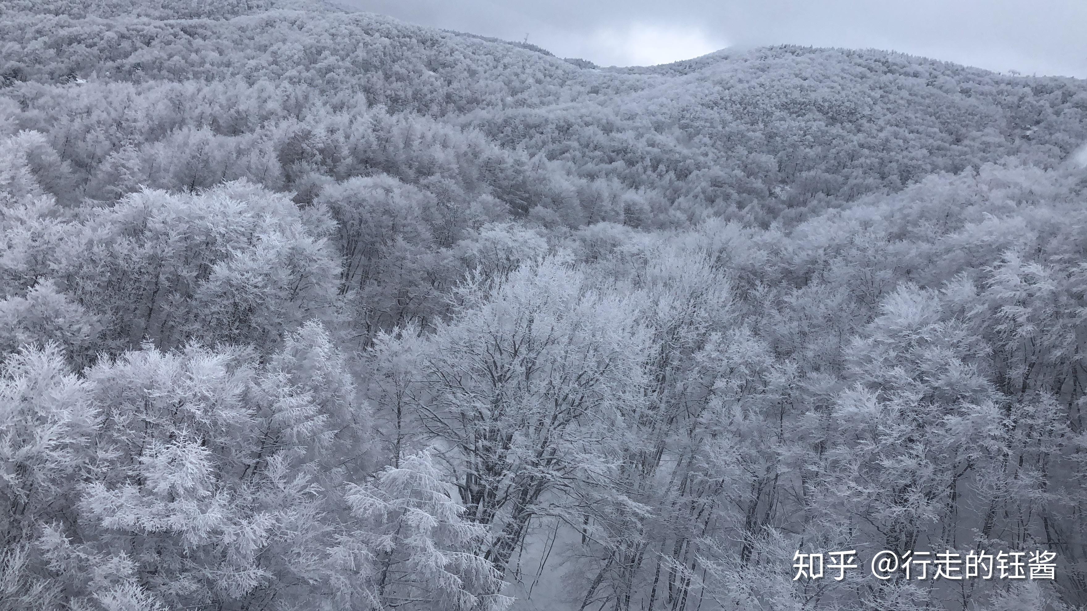 冬日冰树观赏圣地日本山形藏王