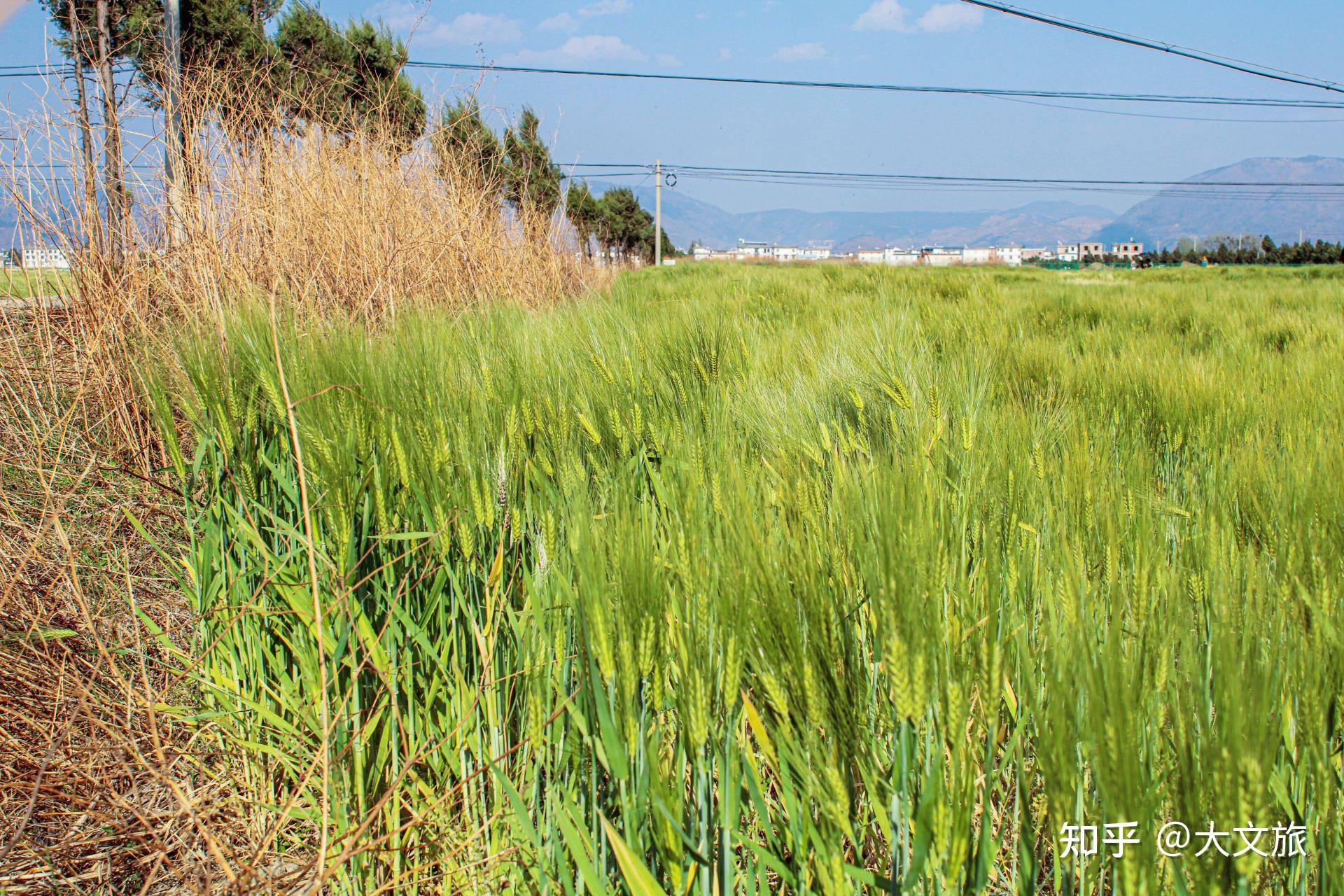 多图大理的麦田也太美了