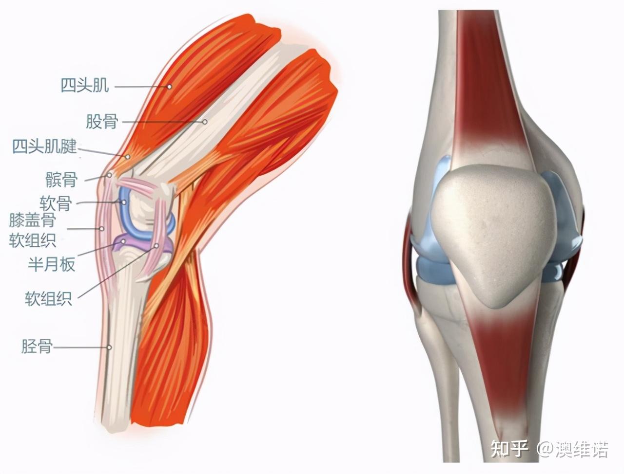 膝盖周围的韧带图图片