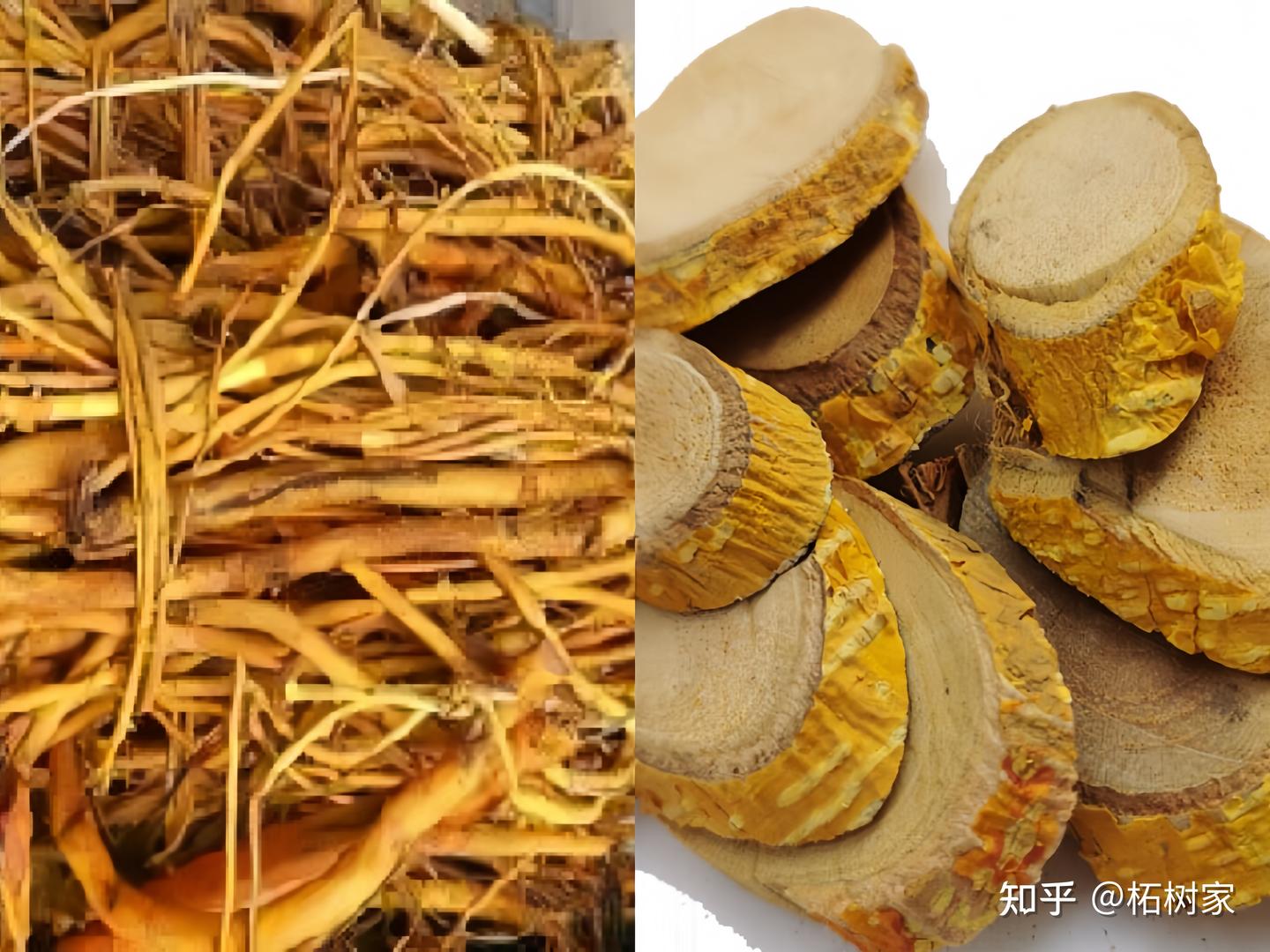 柘树根怎么吃最养生?来看看这5种家常食谱 - 知乎