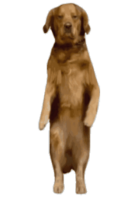 小狗奶牛猫跳舞动态表情包 …