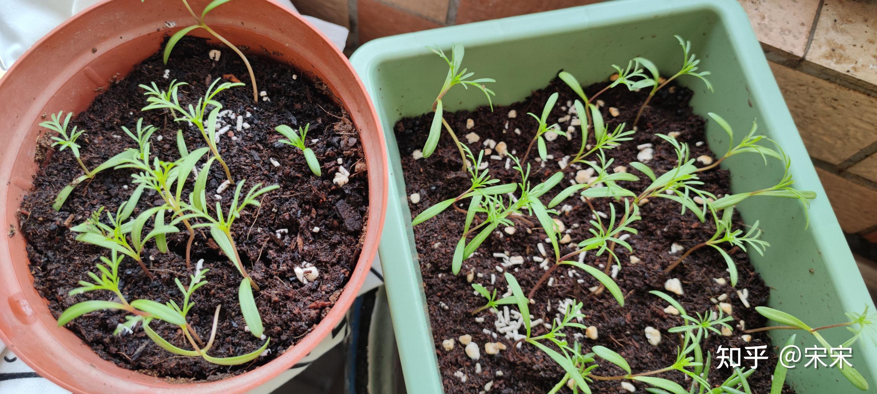 波斯菊种植记录