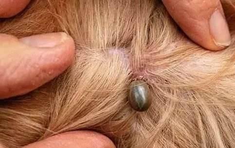 你家宠物身上也有这样吸血虫子吗