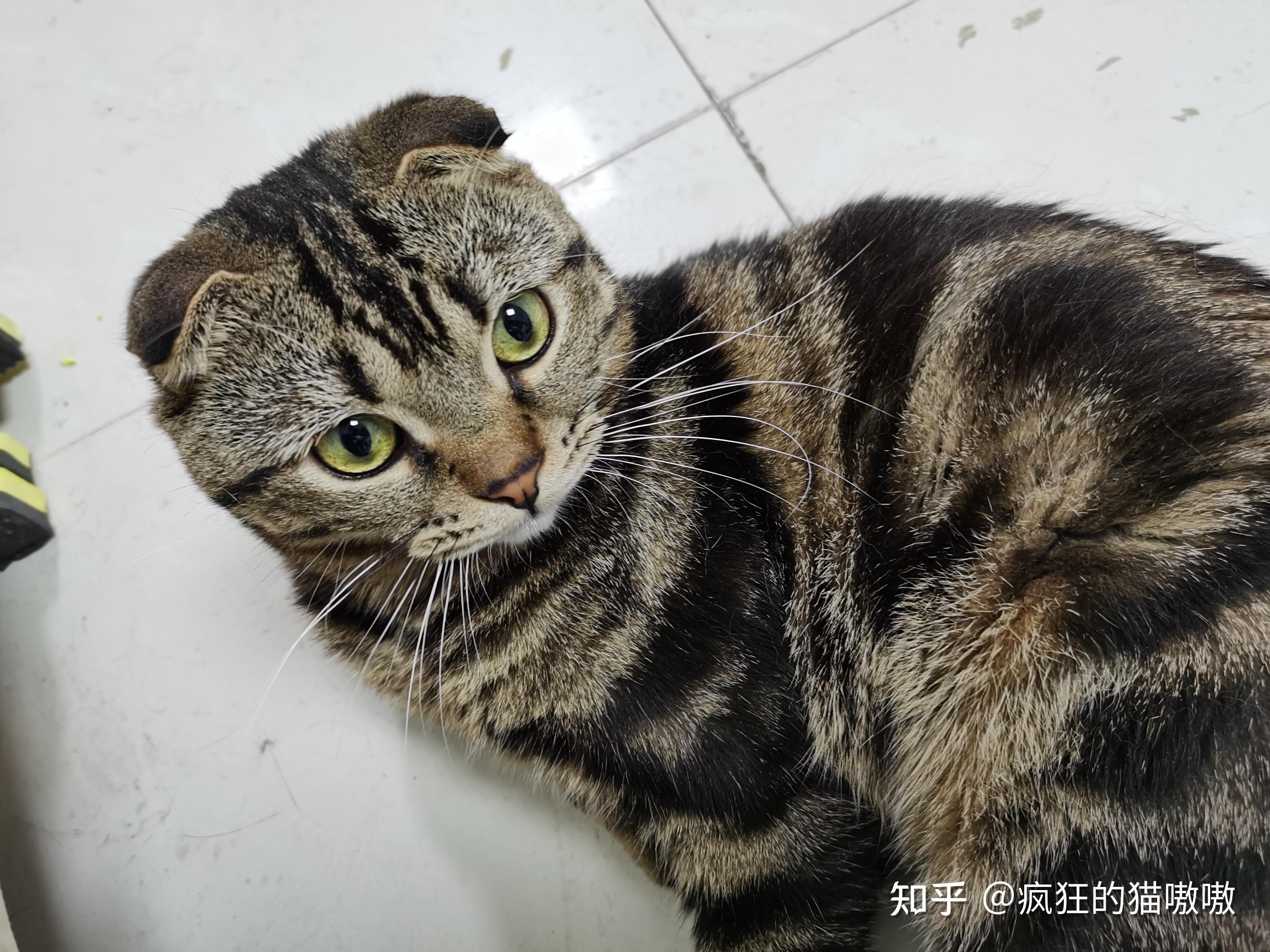 我家的狸花猫是不是折耳猫 知乎