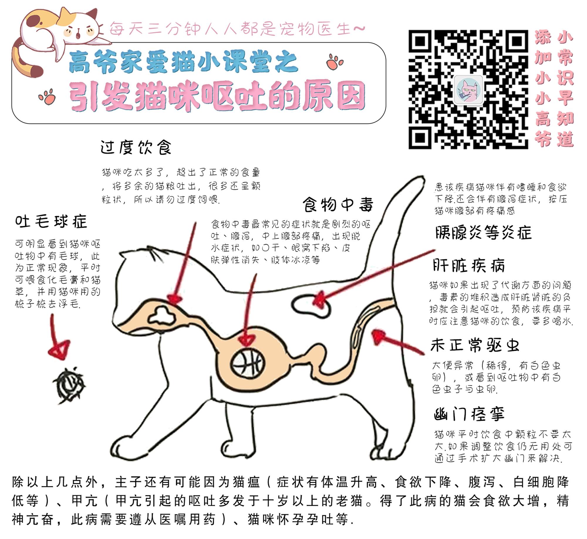 高爷家科普猫咪呕吐的各种原因及处理方法