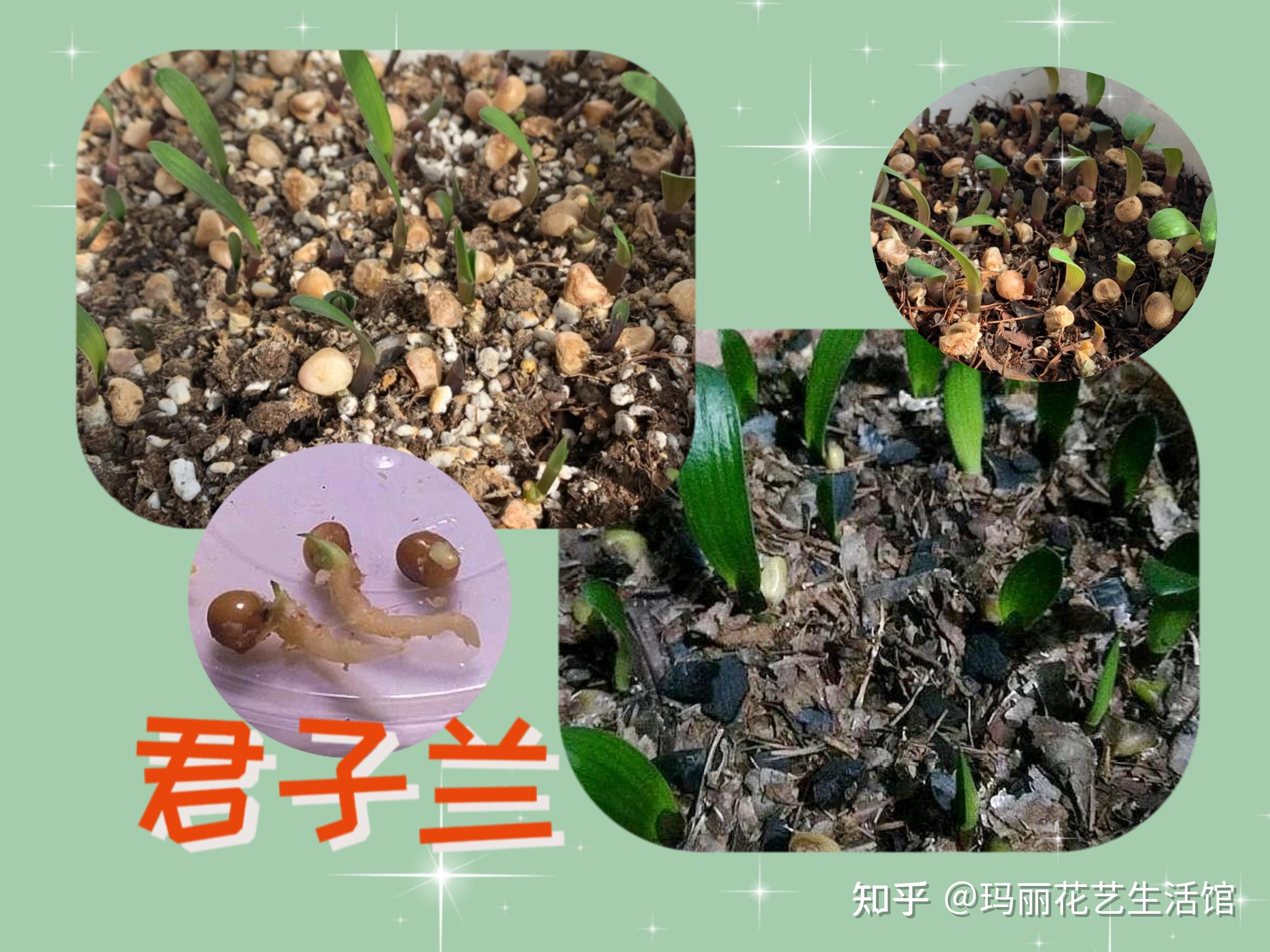 君子兰种子什么时候摘取?