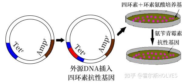 发酵罐中的微生物探索:菌种的筛选与改良 - 知乎