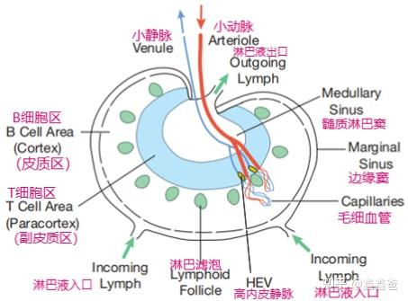 免疫系统是如何工作的——第七讲 次级淋巴器官和淋巴细胞的转运 - 知乎