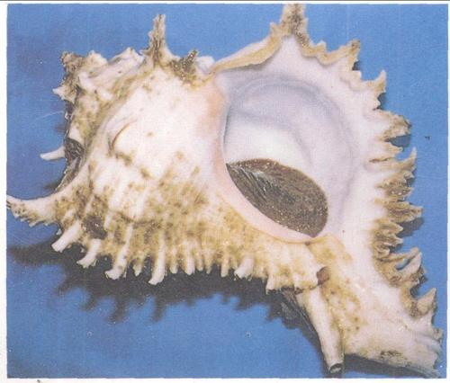 科学分类 中文名称:棘螺 拉丁名称:chicoreus ramosus