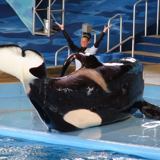 tribble / cc by-sa 相关新闻 法国禁止圈养海豚和虎鲸 穷游锦囊