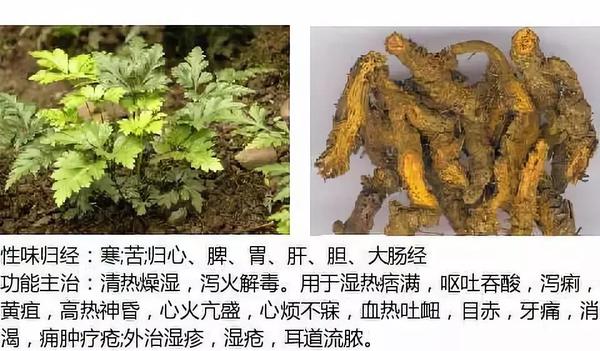 500余种中草药图  第60张