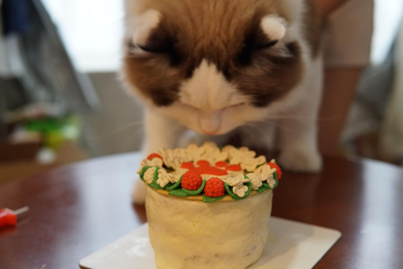 paopao宠物烘焙馆：三文鱼鸡胸味猫咪生日蛋糕的做法 - 知乎