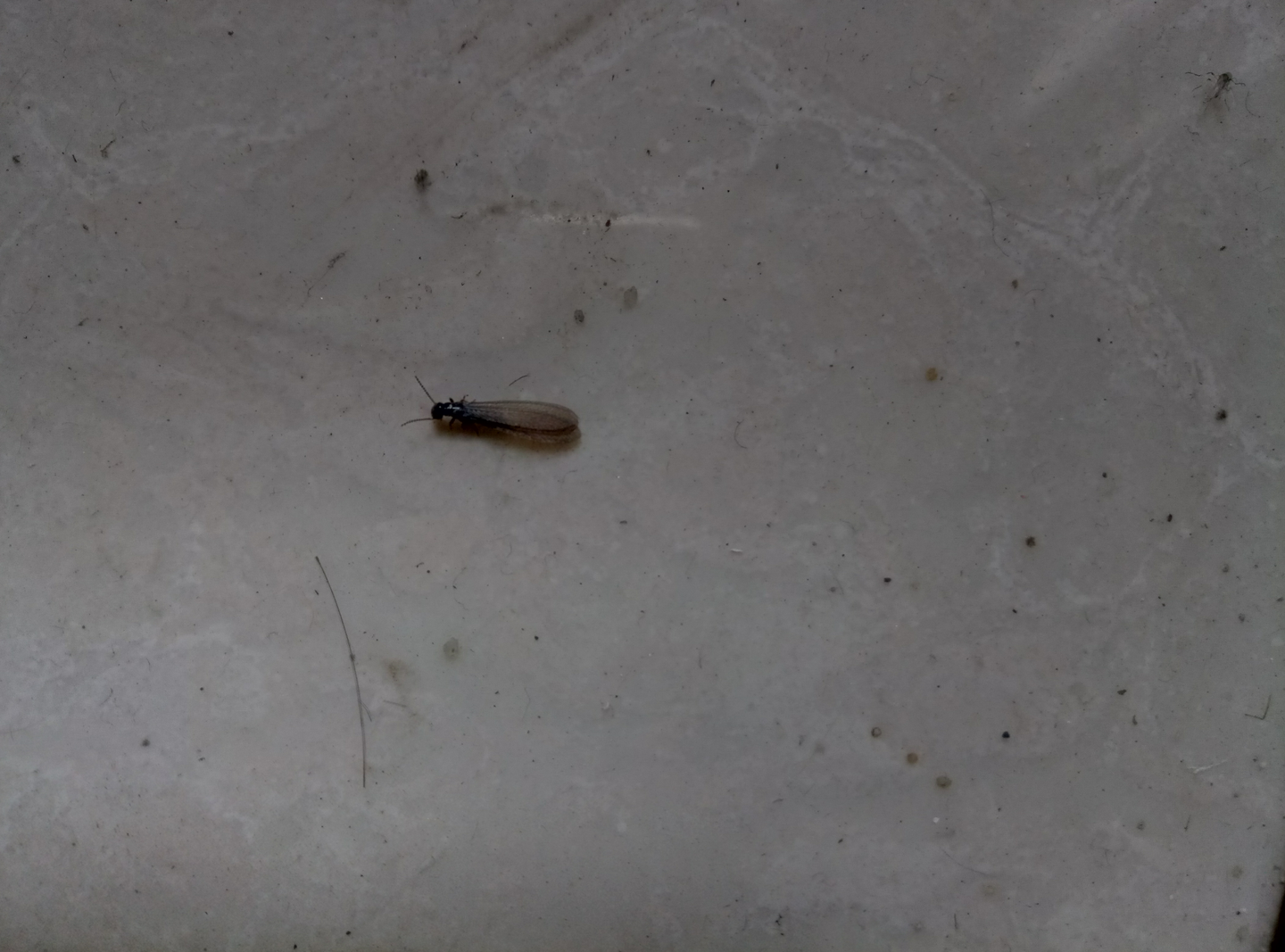 请问这是什么虫子？黑色长的像蚂蚁有翅膀？ - 知乎