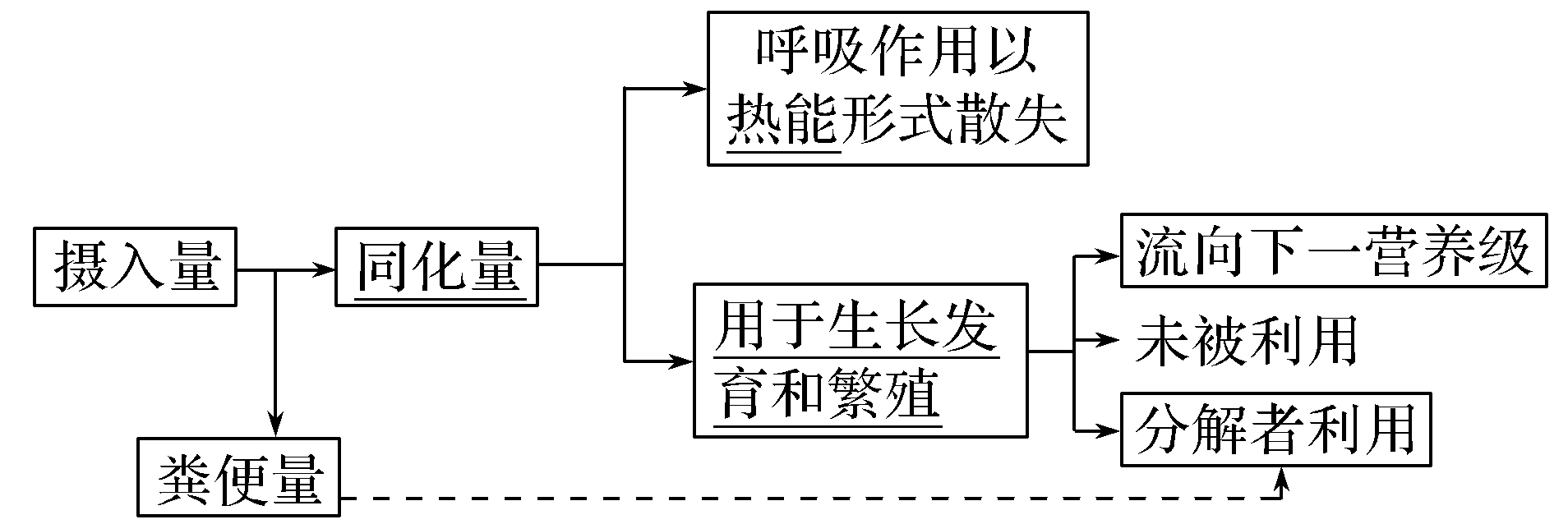 (2)生态系统的能量流动逐级递减——输入某一营养级的能量(同化量)一