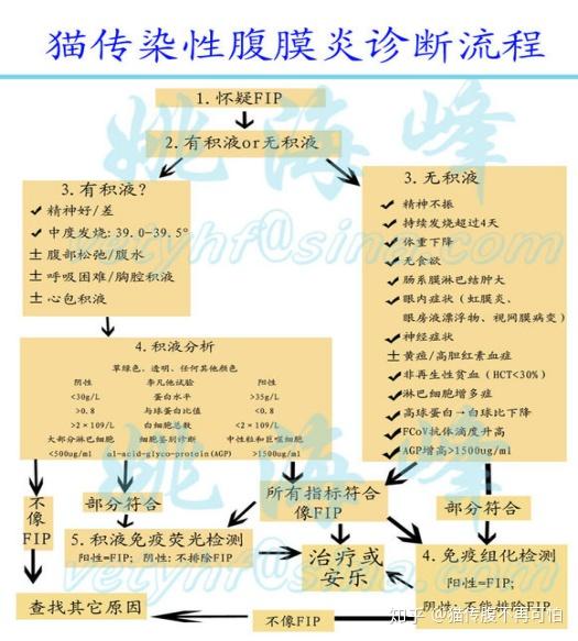 猫咪传染性腹膜炎（猫传腹）深度解读 症状 诊断 治疗药物441.376药效解说