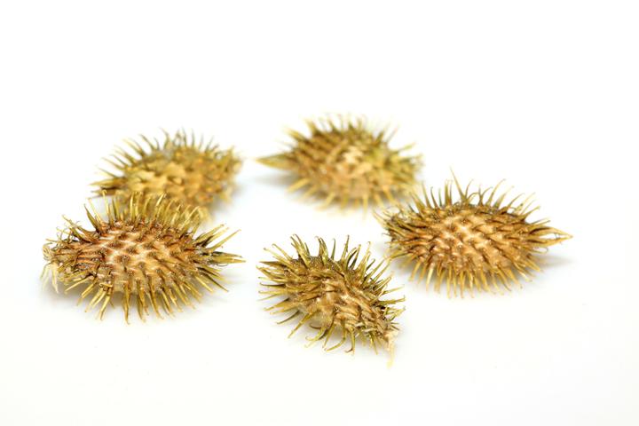 有哪些常见的动植物会让人中毒? 5 v2 a32cf645e87c4b24adc58d02371d1a67 720w