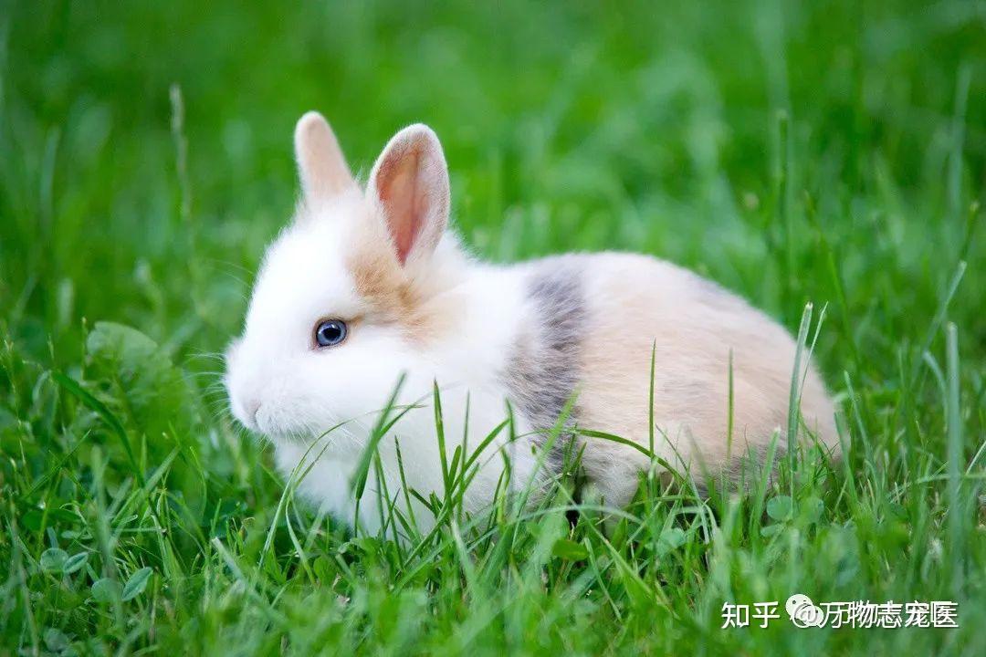 养宠须知萌兔常见疾病的防与治