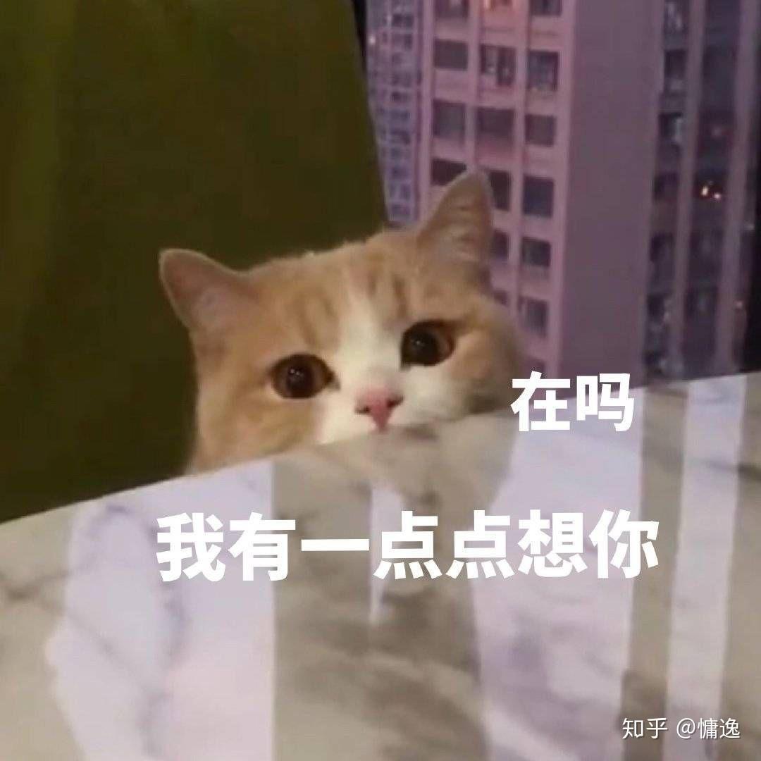 你为啥不理我的表情包 v2-a335c1f31d4acf95fd5a1e1baaed2ca5_r.jpg