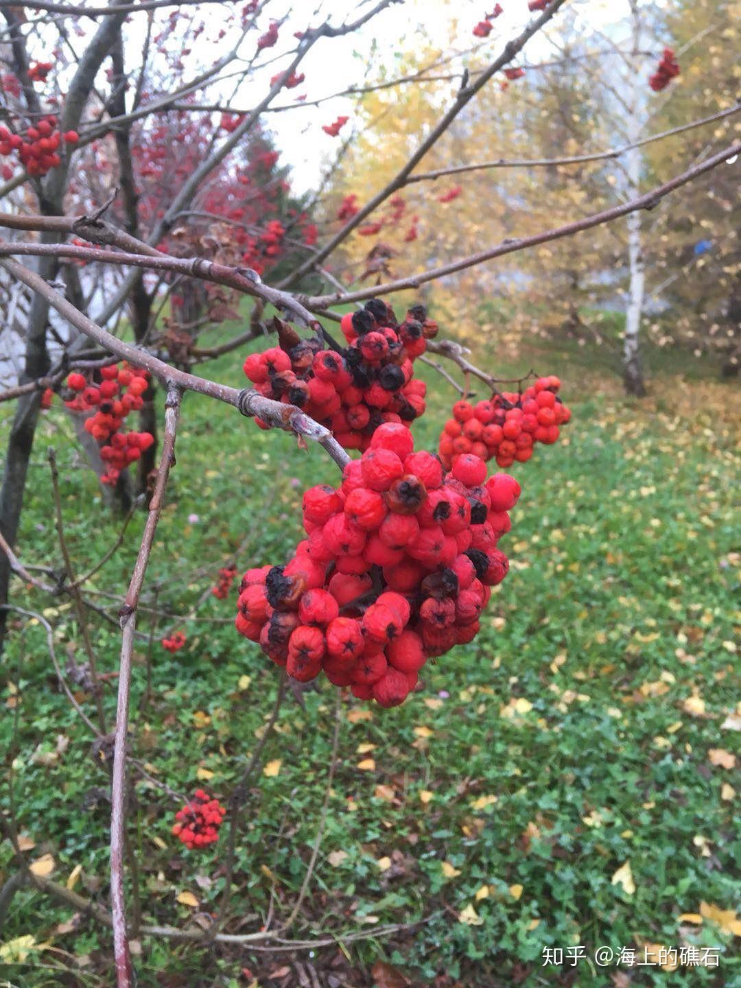 俄罗斯经典怀旧歌曲乌拉尔的花楸树