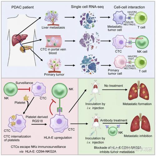 Cancer Cell：发现循环肿瘤细胞免疫逃逸新机制 知乎