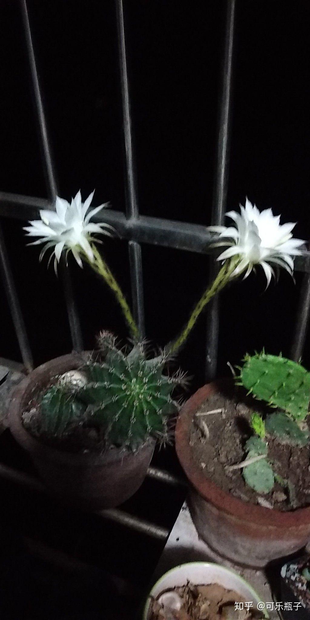 家里养了10出年的仙人球第一次开白花了有什么好兆头吗