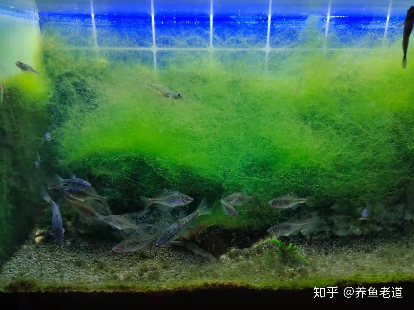 鱼缸里的绿藻长了很多，什么原因？ - 知乎