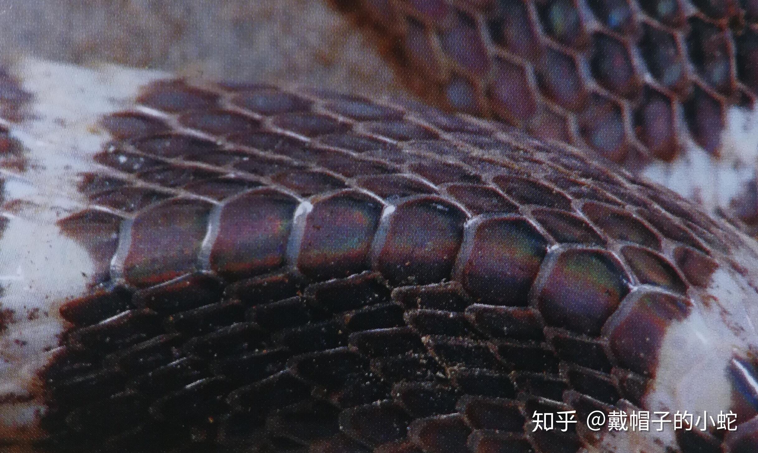 爬行动物皮肤蛇 库存照片. 图片 包括有 详细资料, 皮革, 异乎寻常, 设计, 爬行动物, 关闭, 灰色 - 23320664