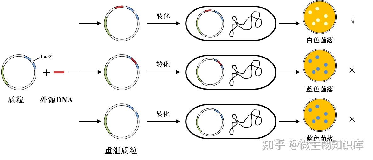 《微生物基础技术》蓝白斑筛选的原理是什么? - 知乎