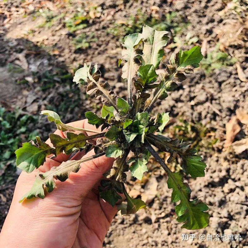 水萝卜棵野菜种子图片