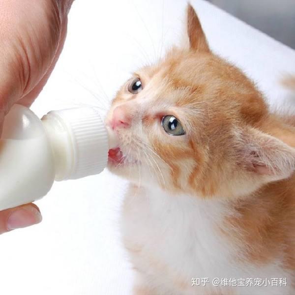 各个年龄的小猫 v2-a351922057231af302c95049fb16bfd6_r.jpg