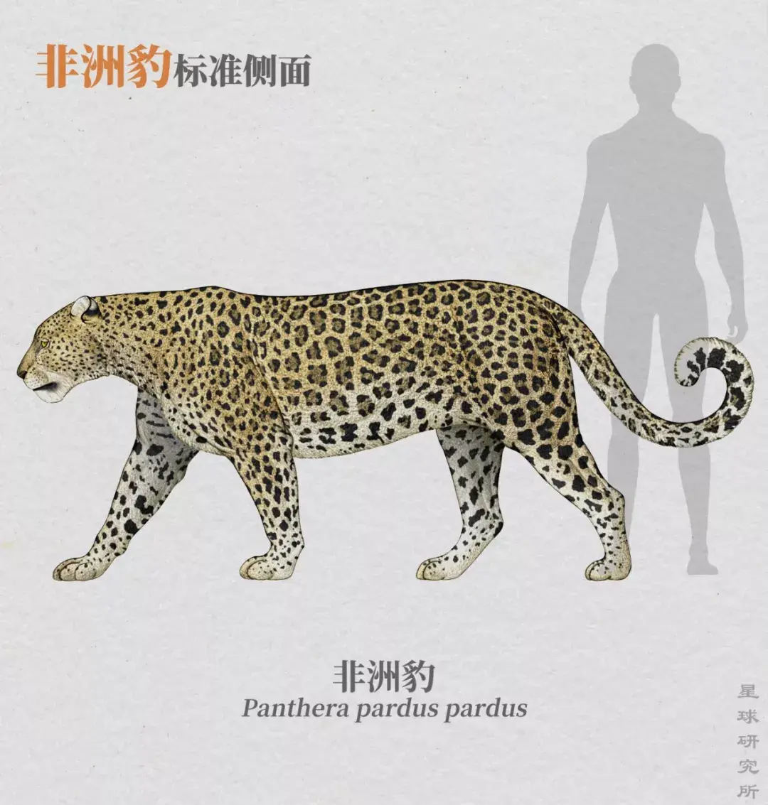 体型与力量为王的巨兽时代显然不是剑齿虎的对手(豹与剑齿虎骨骼对比