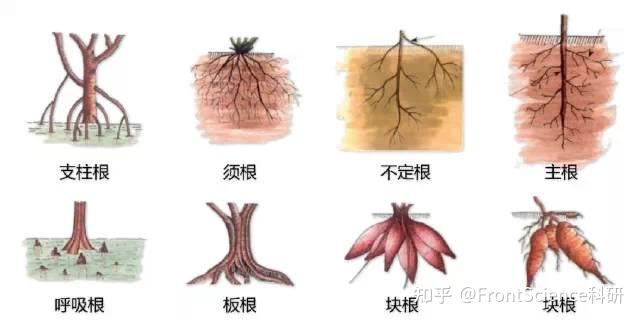 超全植物形态图解,分分钟认识所有植物! - 知乎