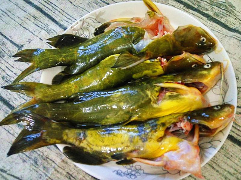这样清蒸黄骨鱼一上桌老人小孩就抢吃光了
