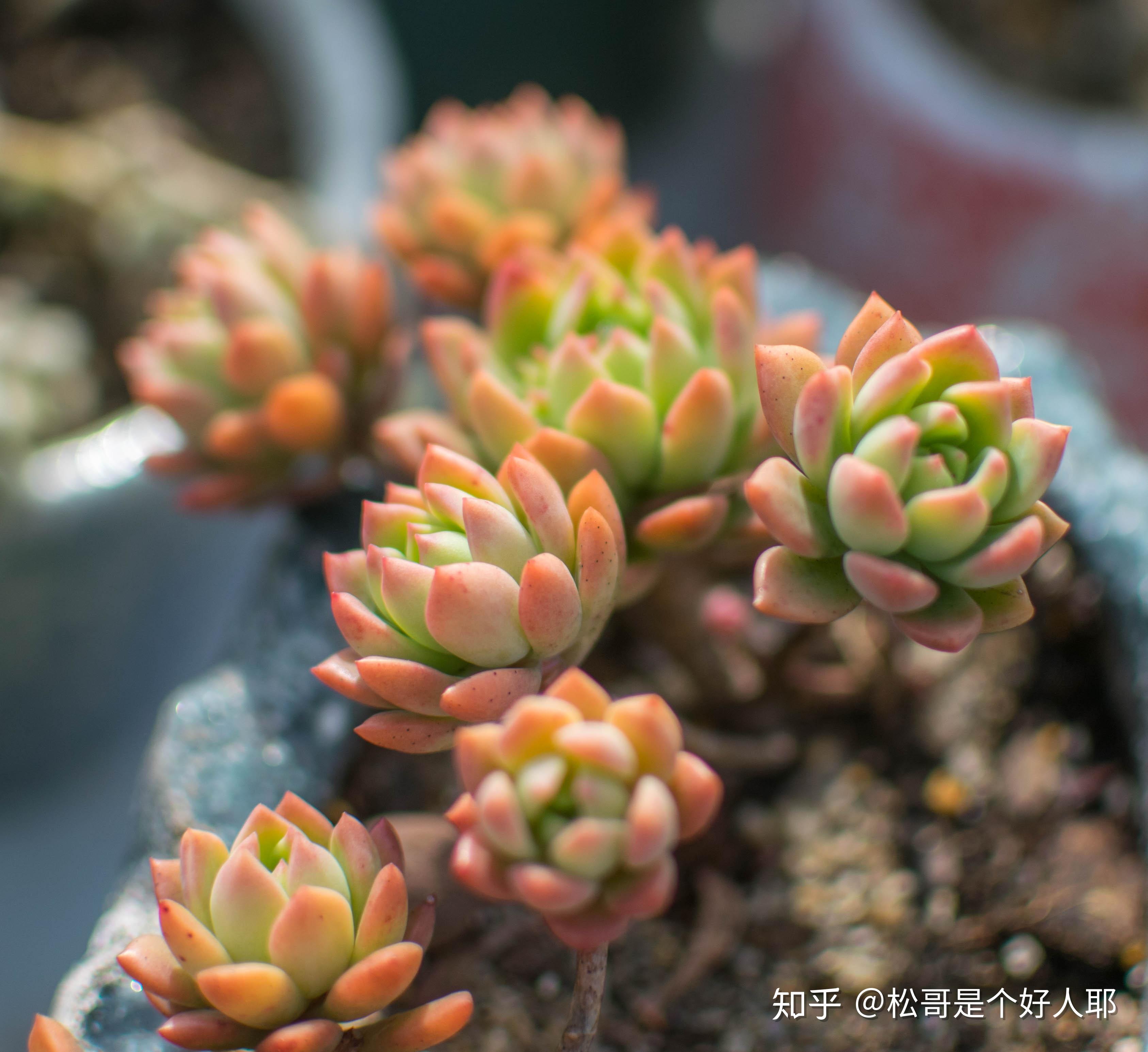 夏天是学会怎么养多肉的最好时机