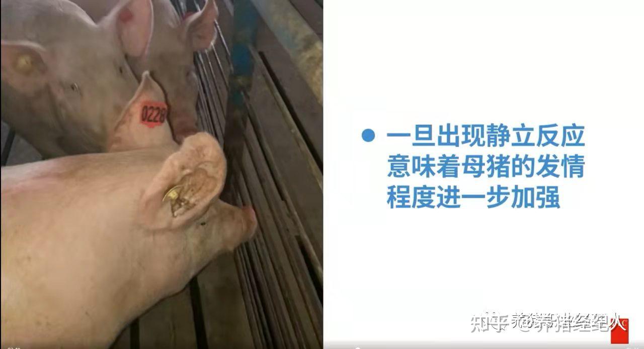 了解母猪的发情迹象及查情要点 - 知乎