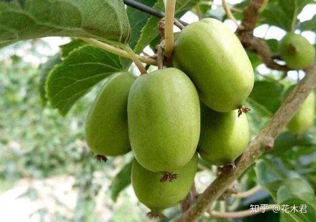 国家Ⅰ级保护物种大枣您肯定见过藤枣就很难说