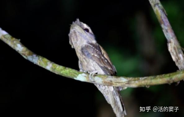夜空中的隐秘猎手：蛙口夜鹰的神奇世界 - 知乎