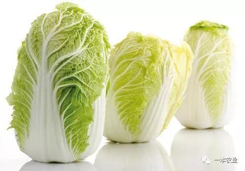 一本农业 大白菜中的这8种 战斗白菜 实现了大白菜品种的更新换代 知乎
