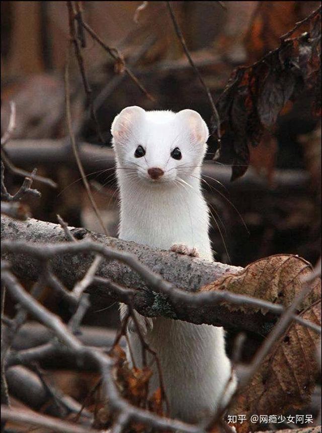形状像兔子,却比兔子小,从图上来看,风狸确实跟这个描述非常的相似,有