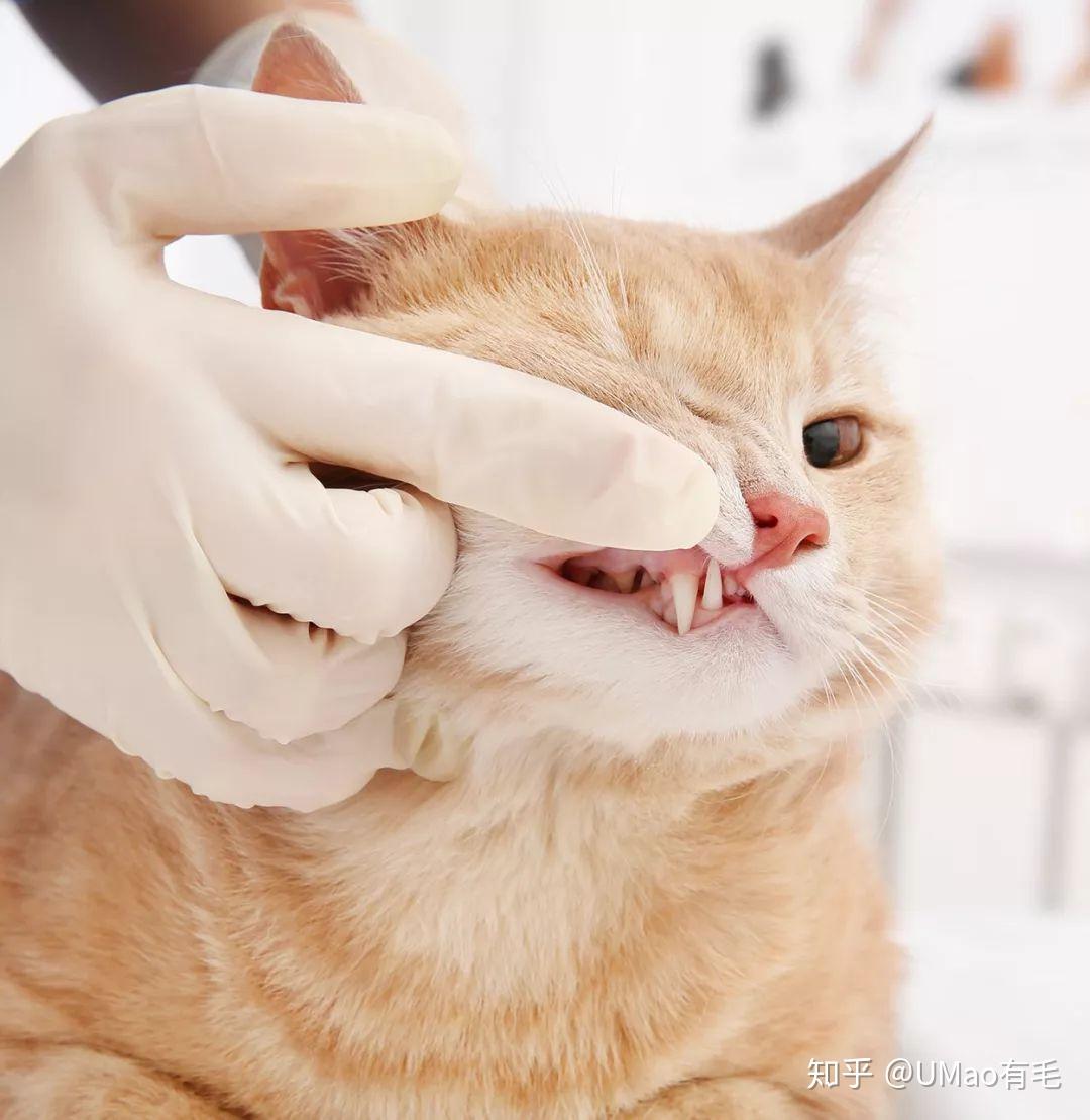 【养猫必看】史上最全猫咪洁牙用品心得分享（内附保姆级刷牙教程）_哔哩哔哩_bilibili