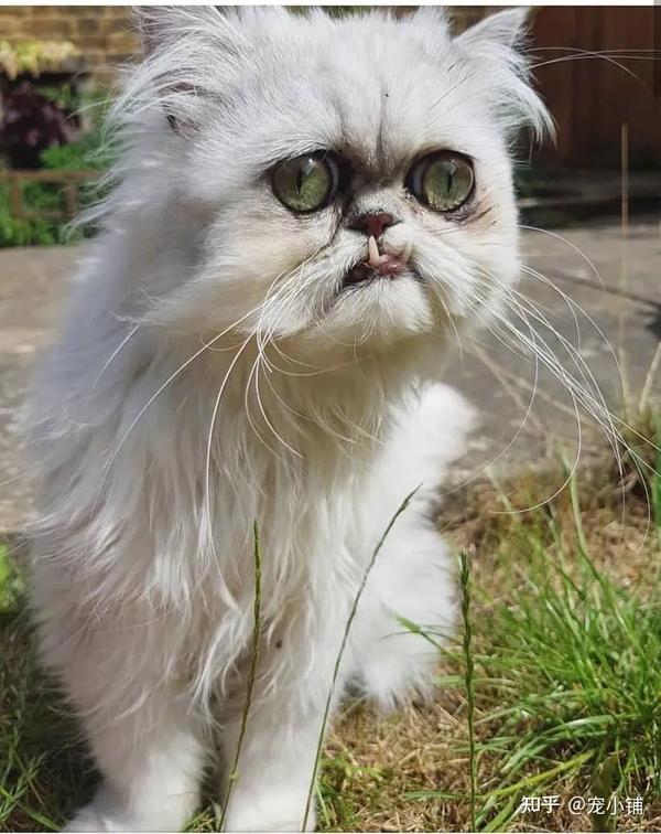 你见过最丑的猫有多丑？非常丑！ - 知乎