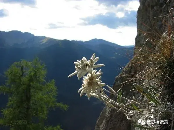 高山之花火绒草 俗名:雪绒花 - 知乎