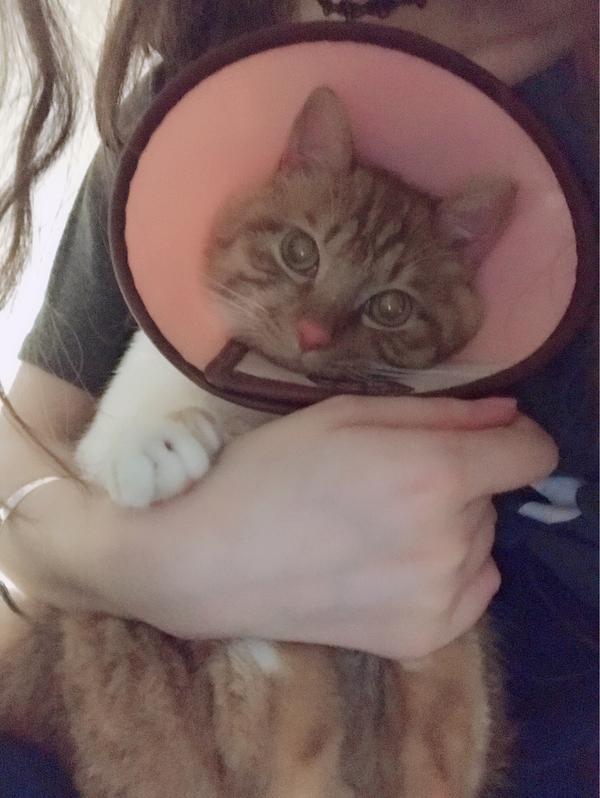 公猫绝育后带着头套很温顺不带反而很暴躁是为什么 知乎