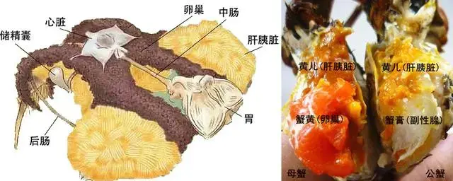 蟹的呼吸器官图片