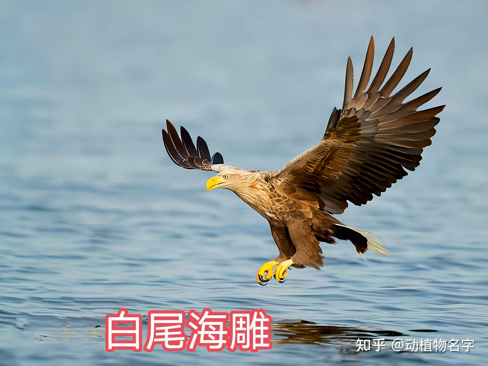 95图带您了解鹰科的鸟类,浅谈雕、鵟、鹰三类天空猛禽的区别 - 知乎