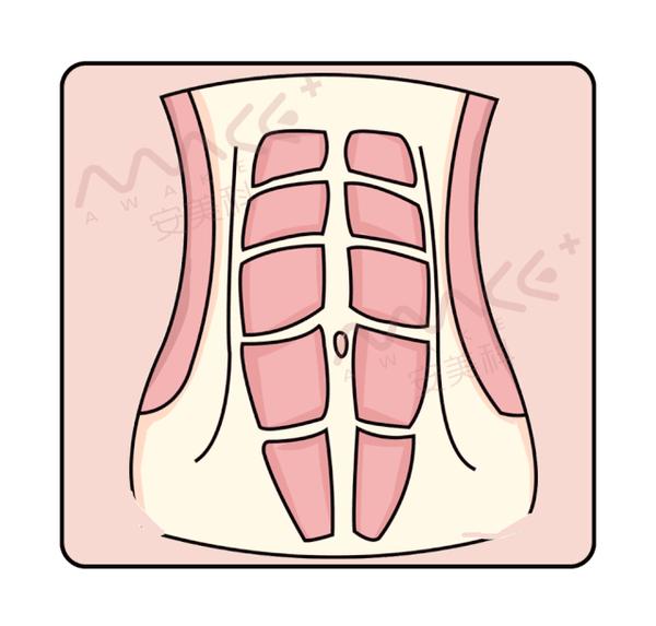 我们的肚子上有8块腹部肌肉,这8块腹肌之间有条腹白线,就像拉链一样