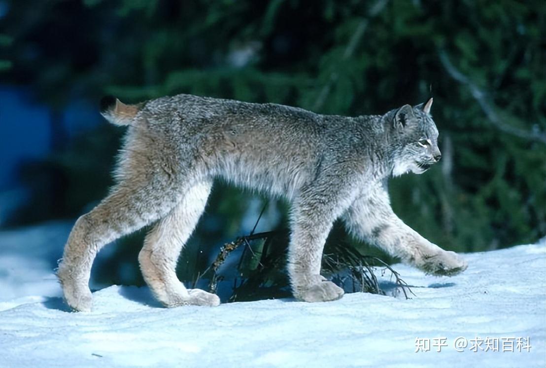 猞猁是什么动物?林子里百兽怕猞猁的气味却不怕狼?究竟怎么回 - 知乎
