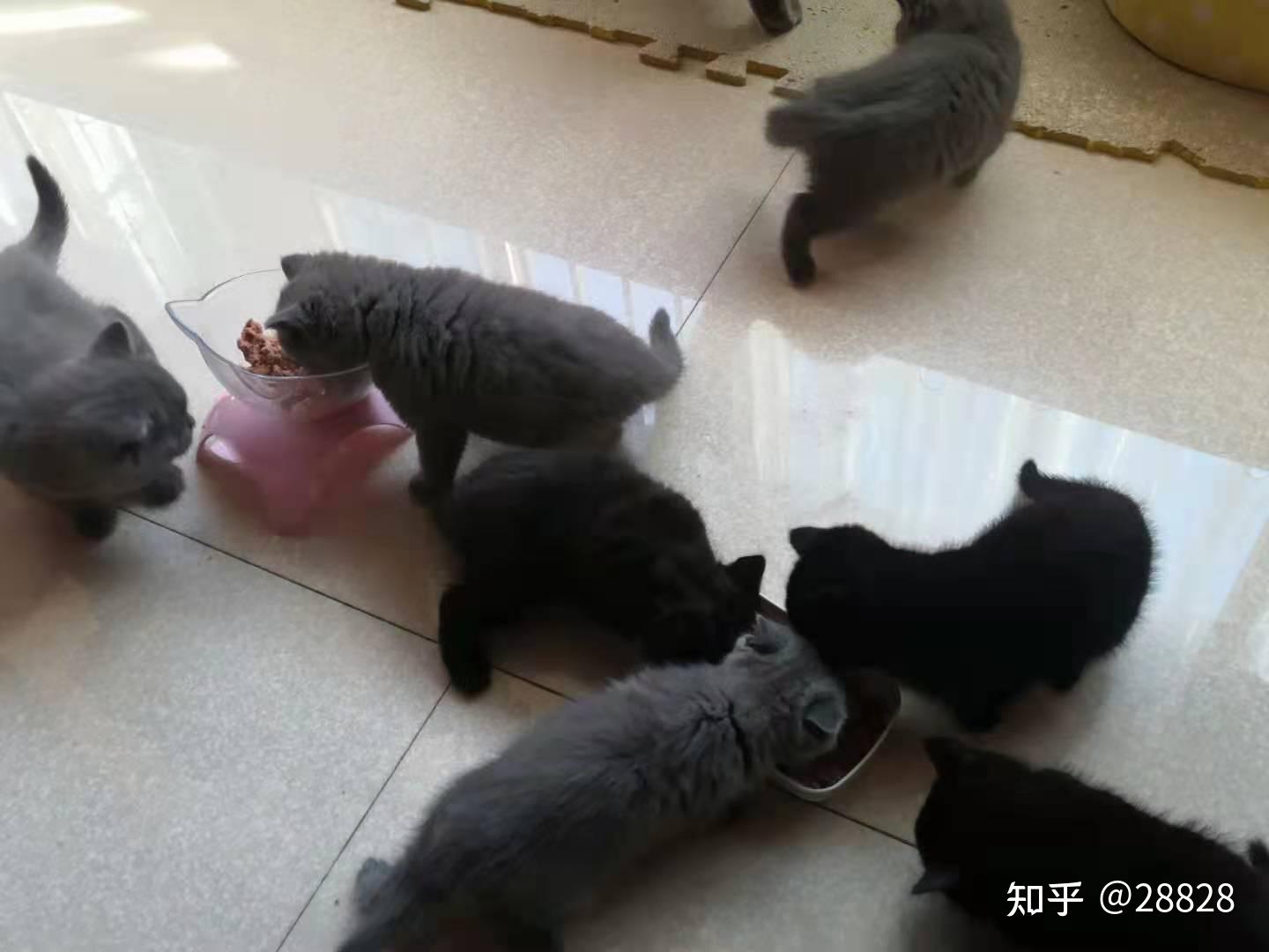 自家的小蓝猫小黑猫 猫妈具有火柴血