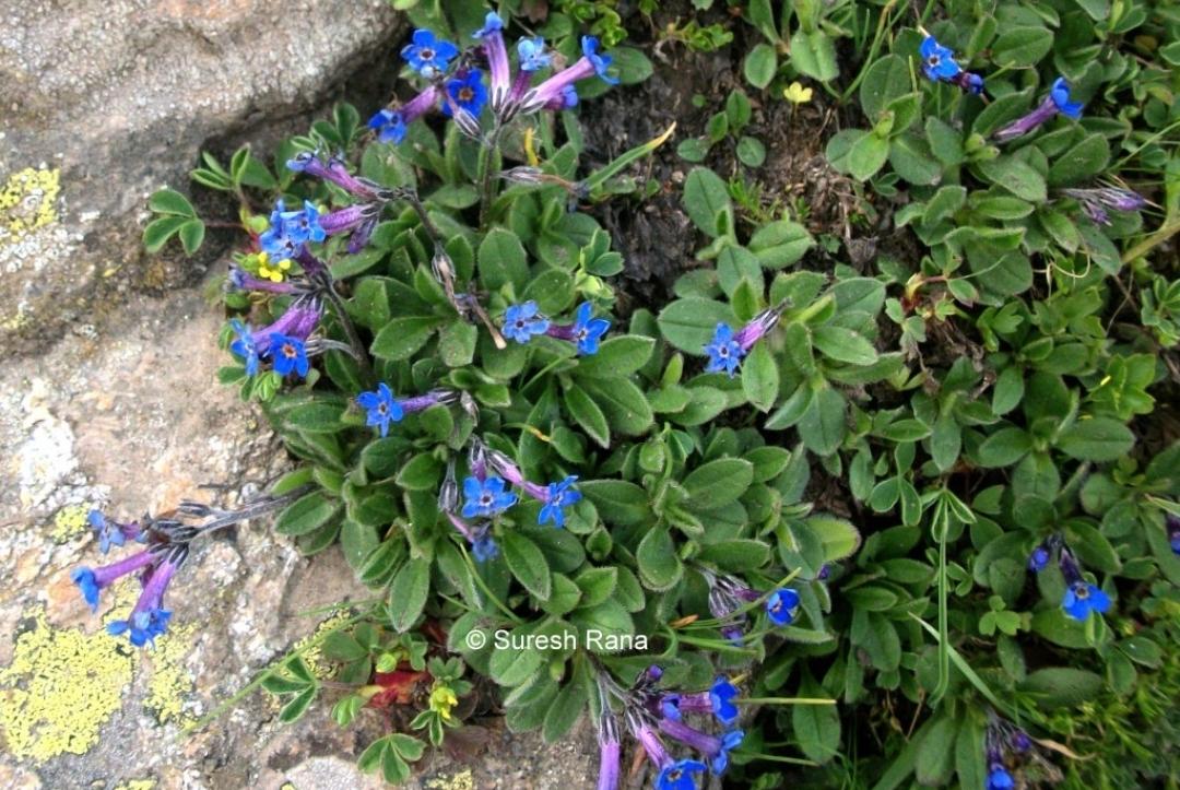 紫草科花卉:滨紫草及其他