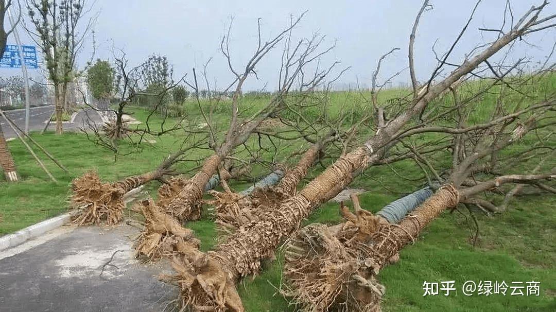 园林绿地中苗木衰弱老化成因及养护对策 - 知乎